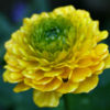 Ranunculus acris flore pleno - abriachan nurseries